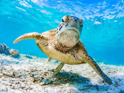 Imagen de Tortuga nadando en las aguas costeras de Telchac Puerto.