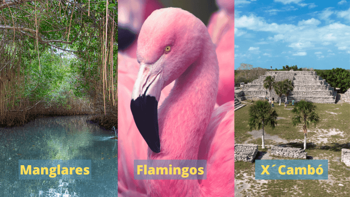 Imagen de Tres atracciones turísticas cerca de Telchac Puerto: Manglares, Flamingos y la zona arqueológica de X´cambó.