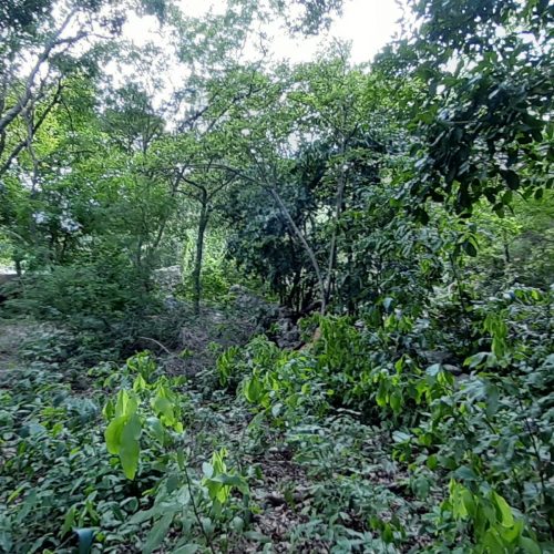 Imagen 1 del patio trasero de la casa en venta en el centro de Mérida, cerca de la Ermita, ideal para remodelar.